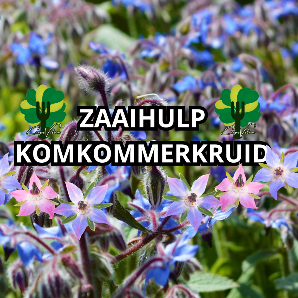 Zaaihulp #Komkommerkruid