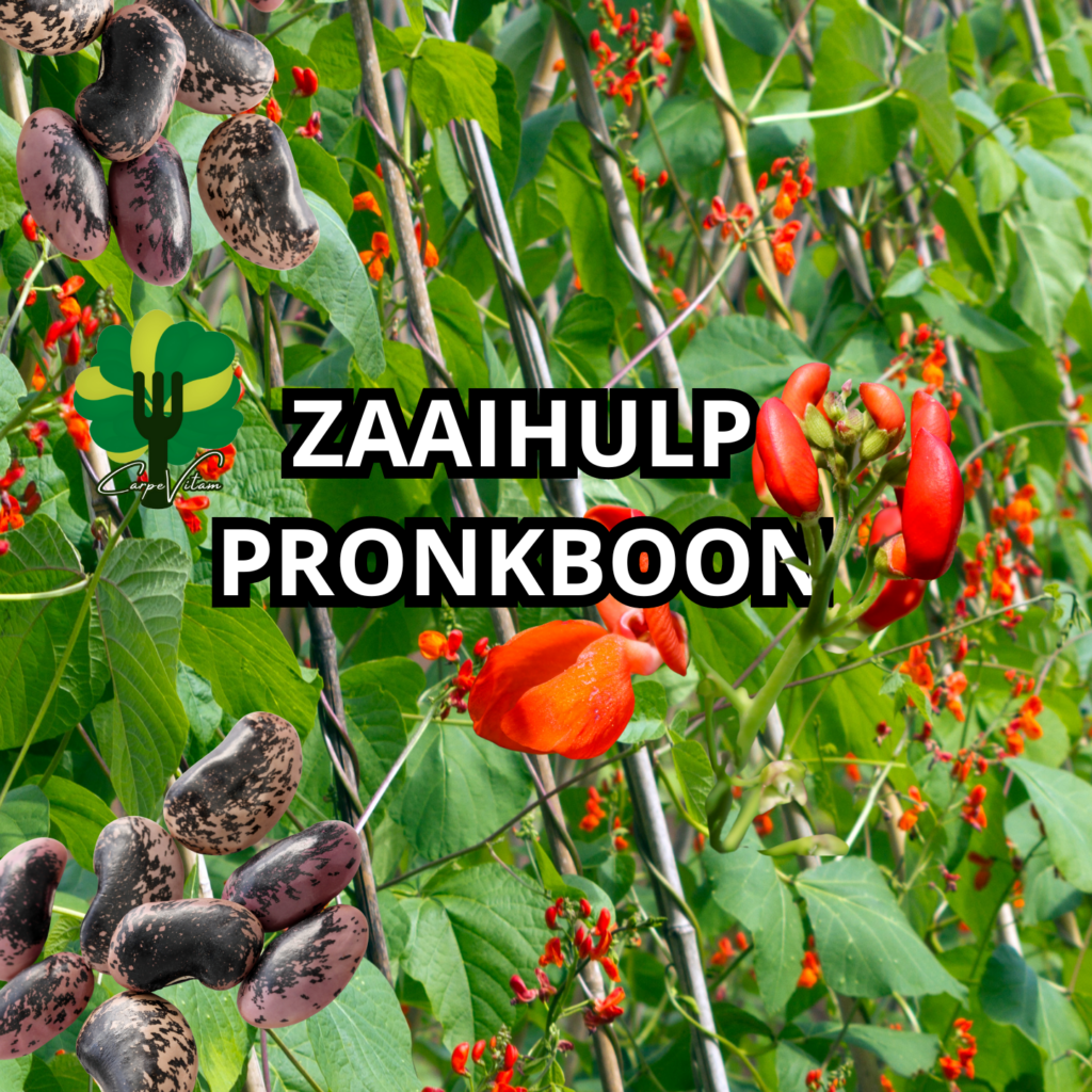 Zaaihulp Pronkboon | Carpe Vitam