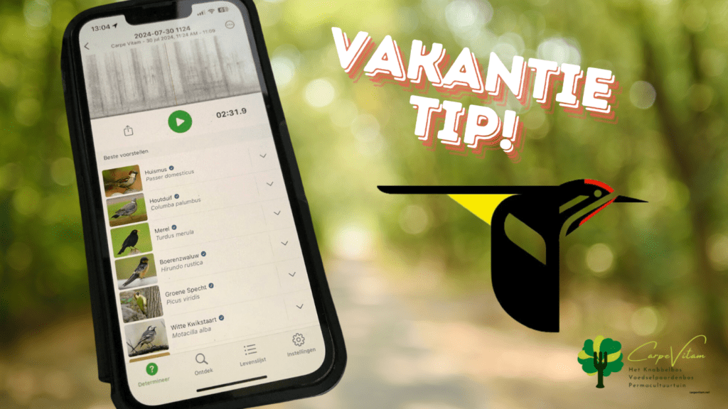 vakantie tip merlin bird