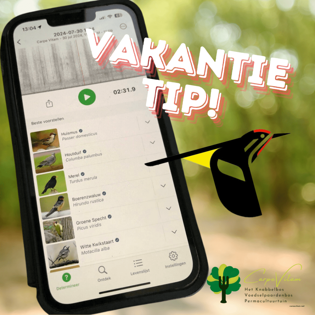 vakantie tip carpe vitam: merlin bird