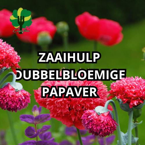 Zaaihulp #dubbelbloemige papaver
