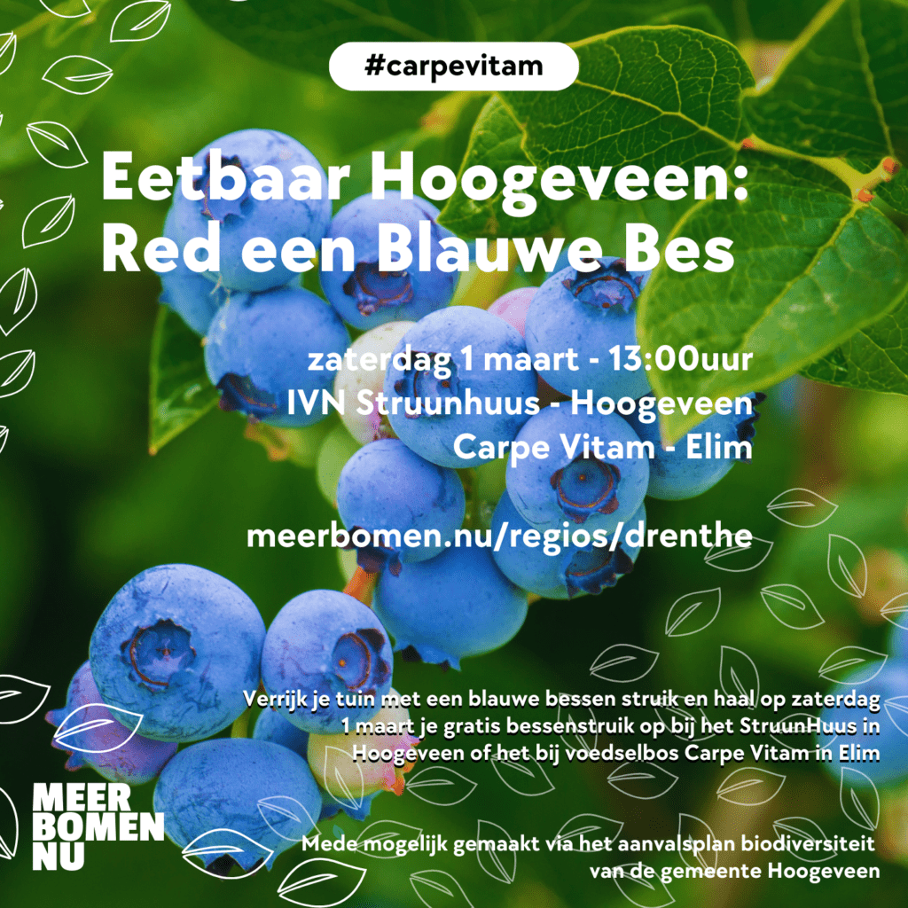 Blauwe bessen actie