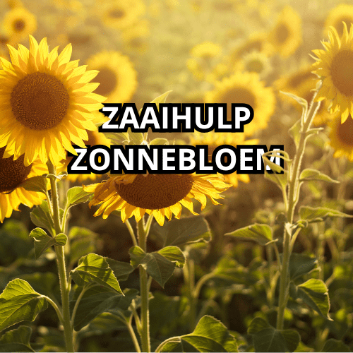 zaaihulp zonnebloem