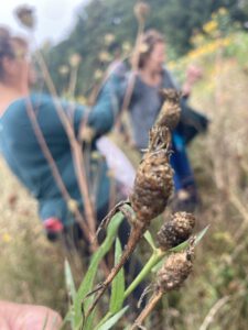 Bloemen op Marokko & Carpe Vitam