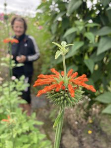 Bloem 6 Bloemen op Marokko & Carpe Vitam
