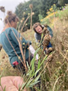 bloemn 3 Bloemen op Marokko & Carpe Vitam