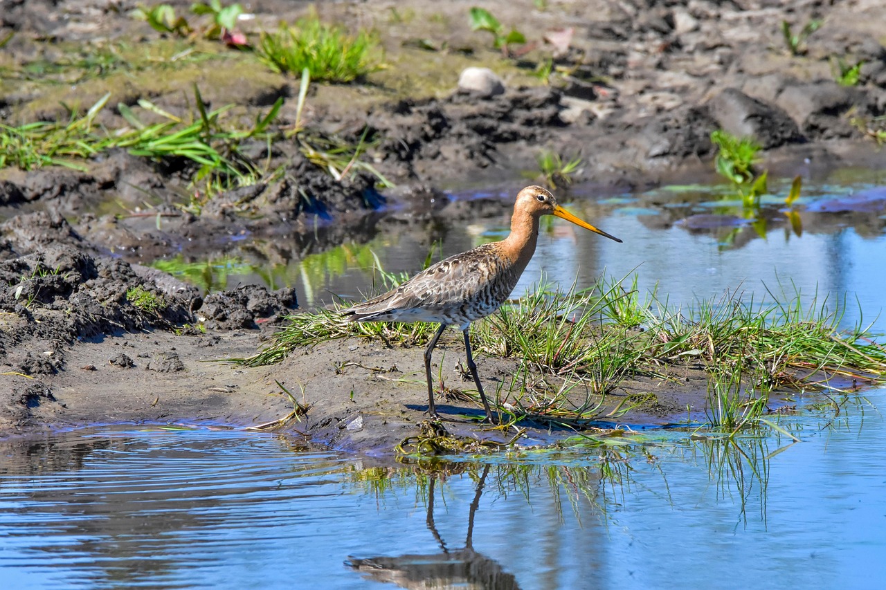 bird, black tailed godwit, swamp, nature