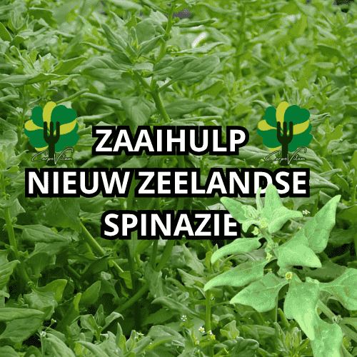 nieuw zeelandse spinazie