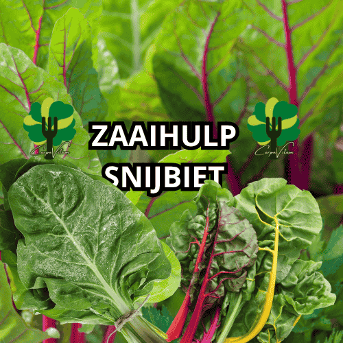 snijbiet