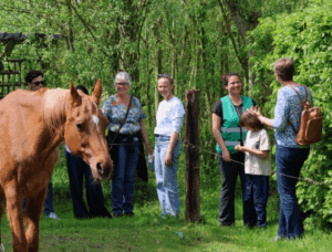 paarden